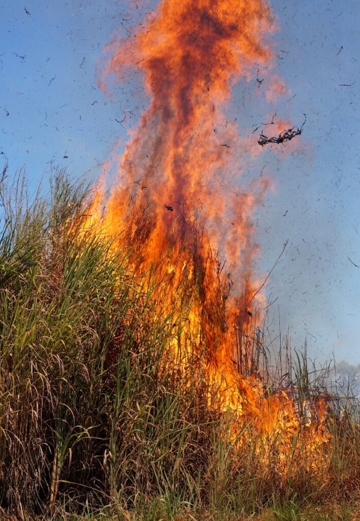 Wild Grass on Fire
