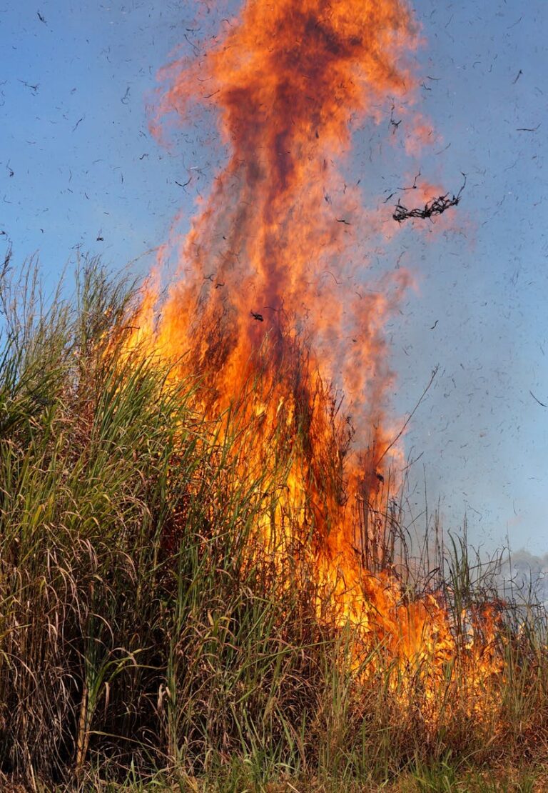 Wild Grass on Fire